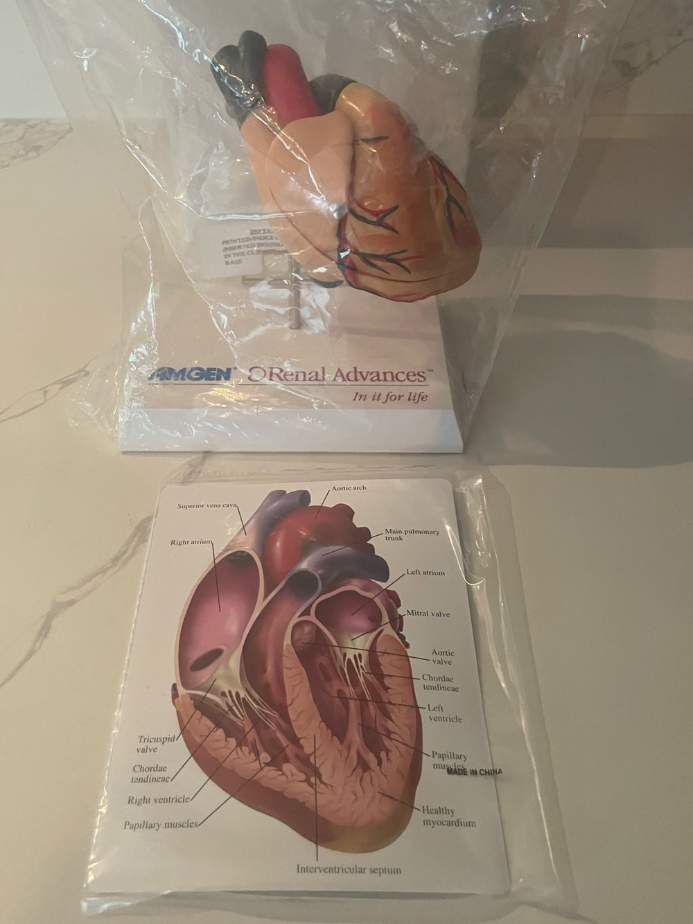 Amgen Pharmaceuticals Cardiac Heart Model Display.